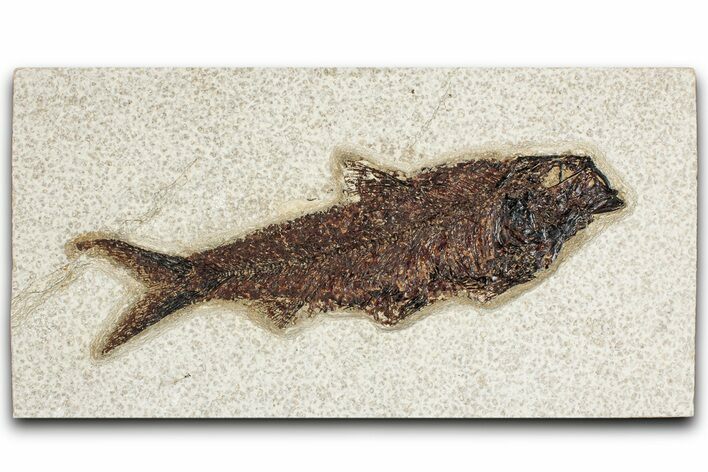 Detailed Fossil Fish (Knightia) - Wyoming #349210